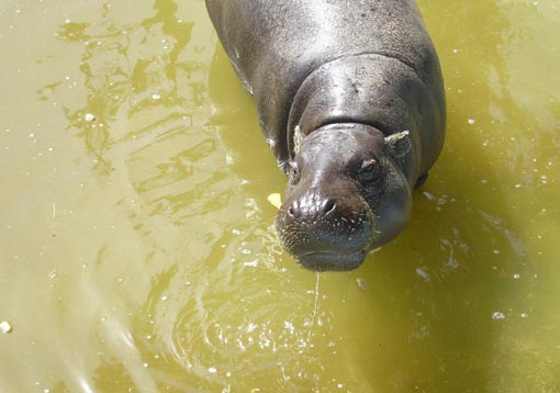 Pygmy Hippo Picture